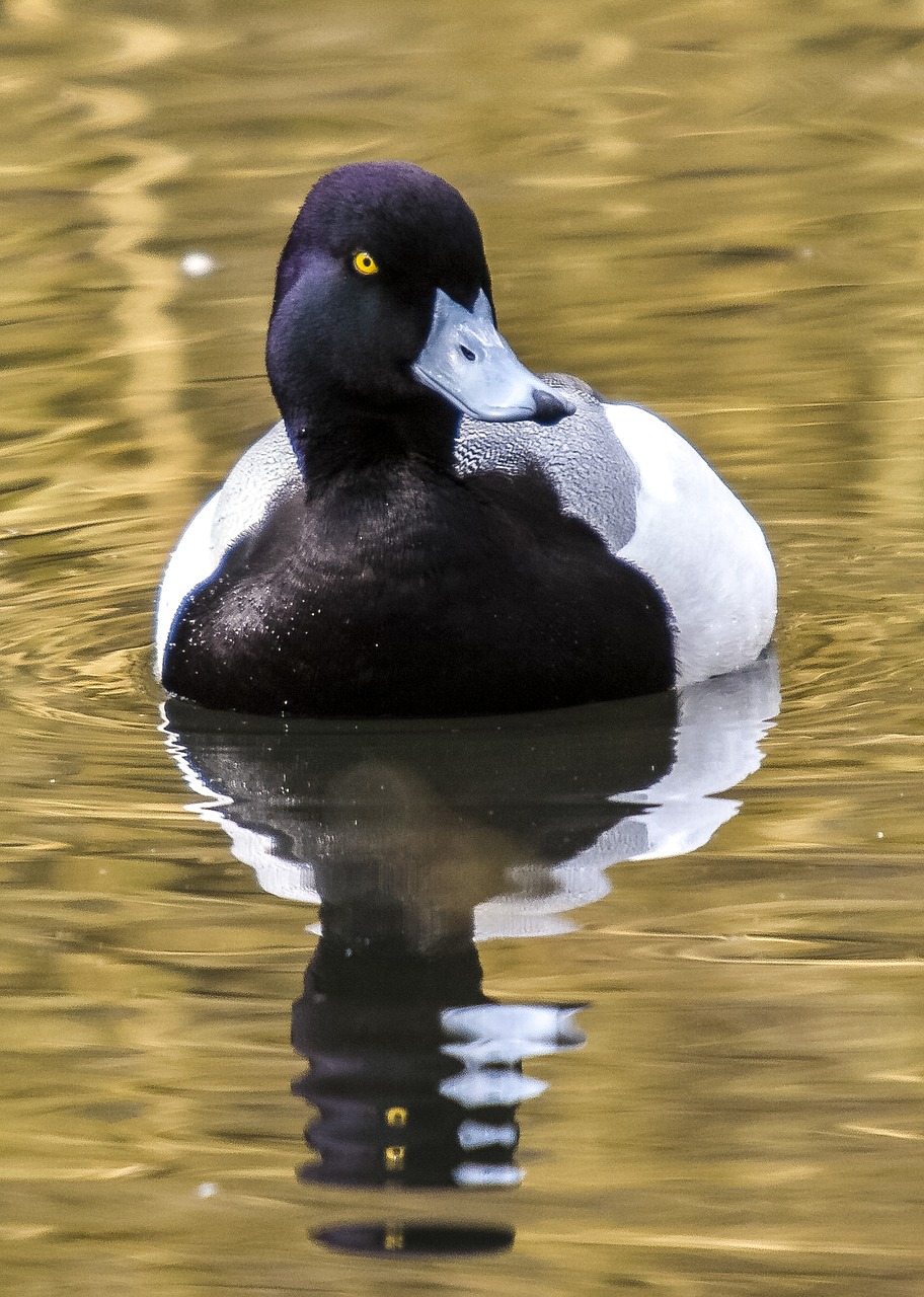 duck row pension bird free photo