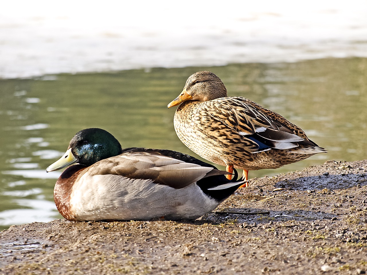 duck mallard bird free photo