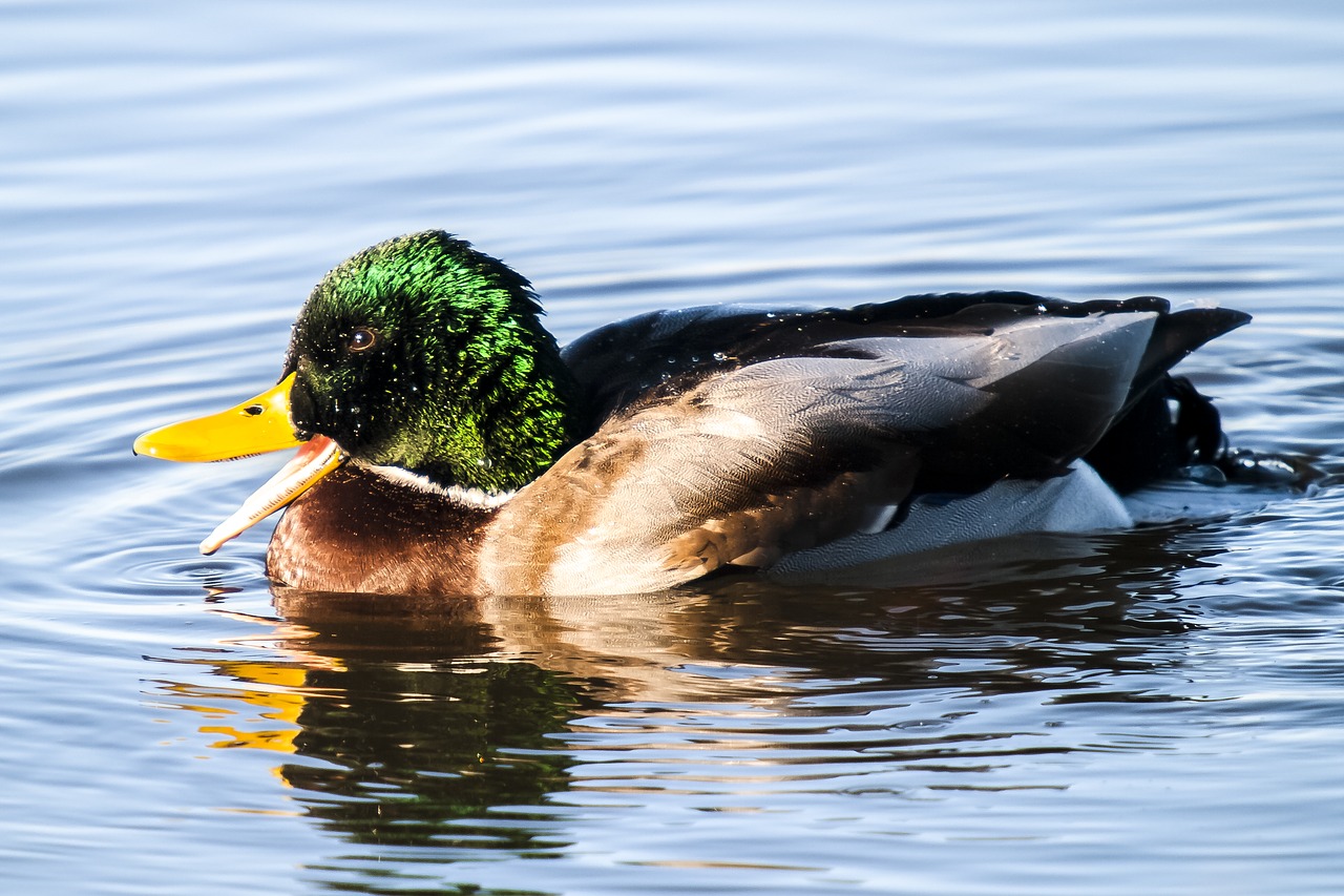 duck mallard bird free photo