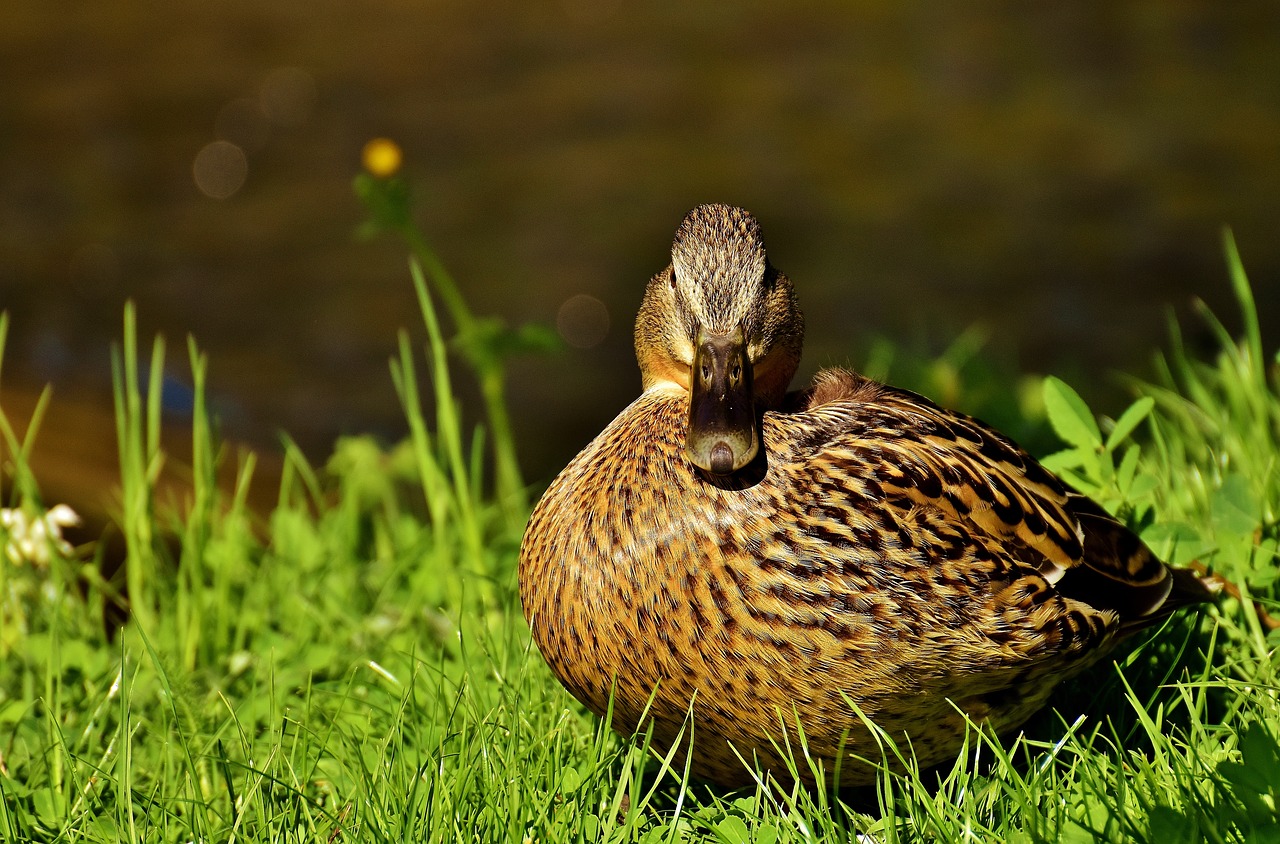 duck mallard water bird free photo