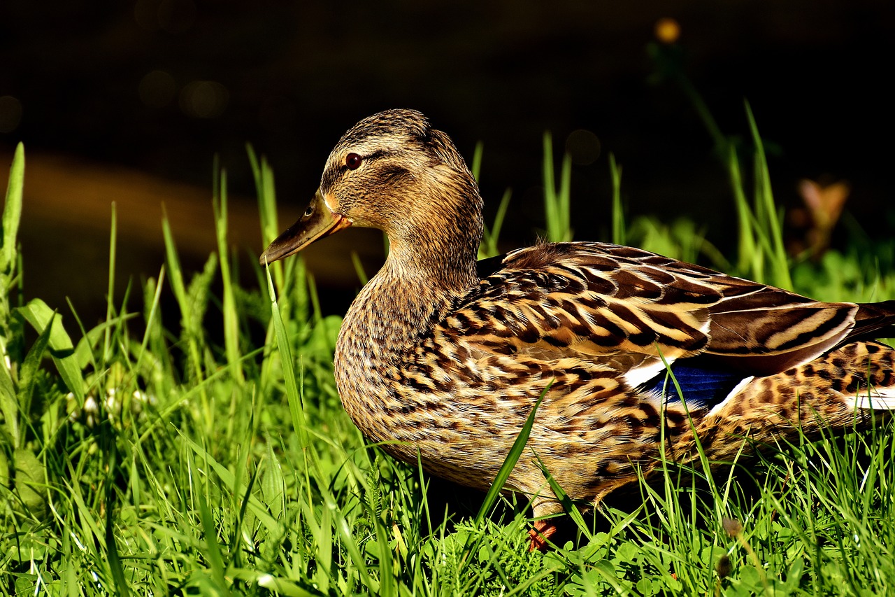 duck mallard water bird free photo