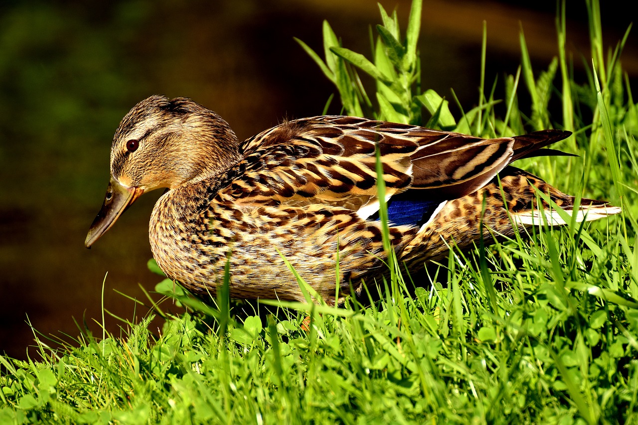 duck mallard water bird free photo