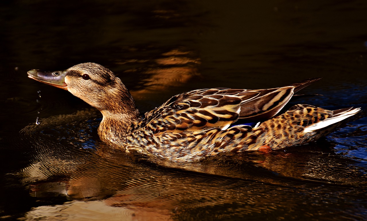 duck mallard water bird free photo