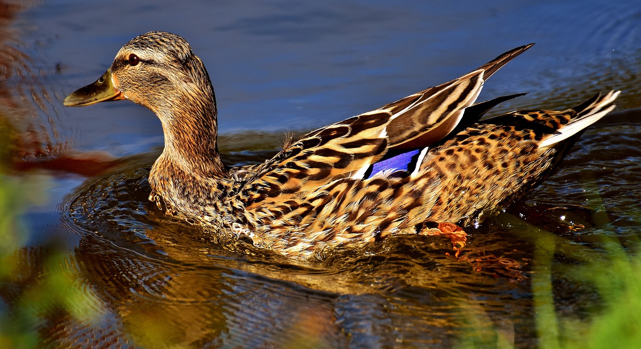 duck mallard water bird free photo