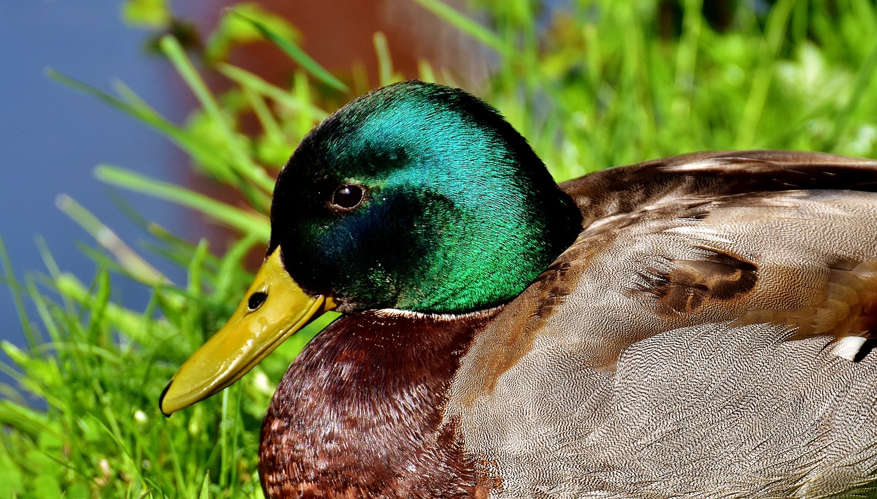 duck mallard meadow free photo