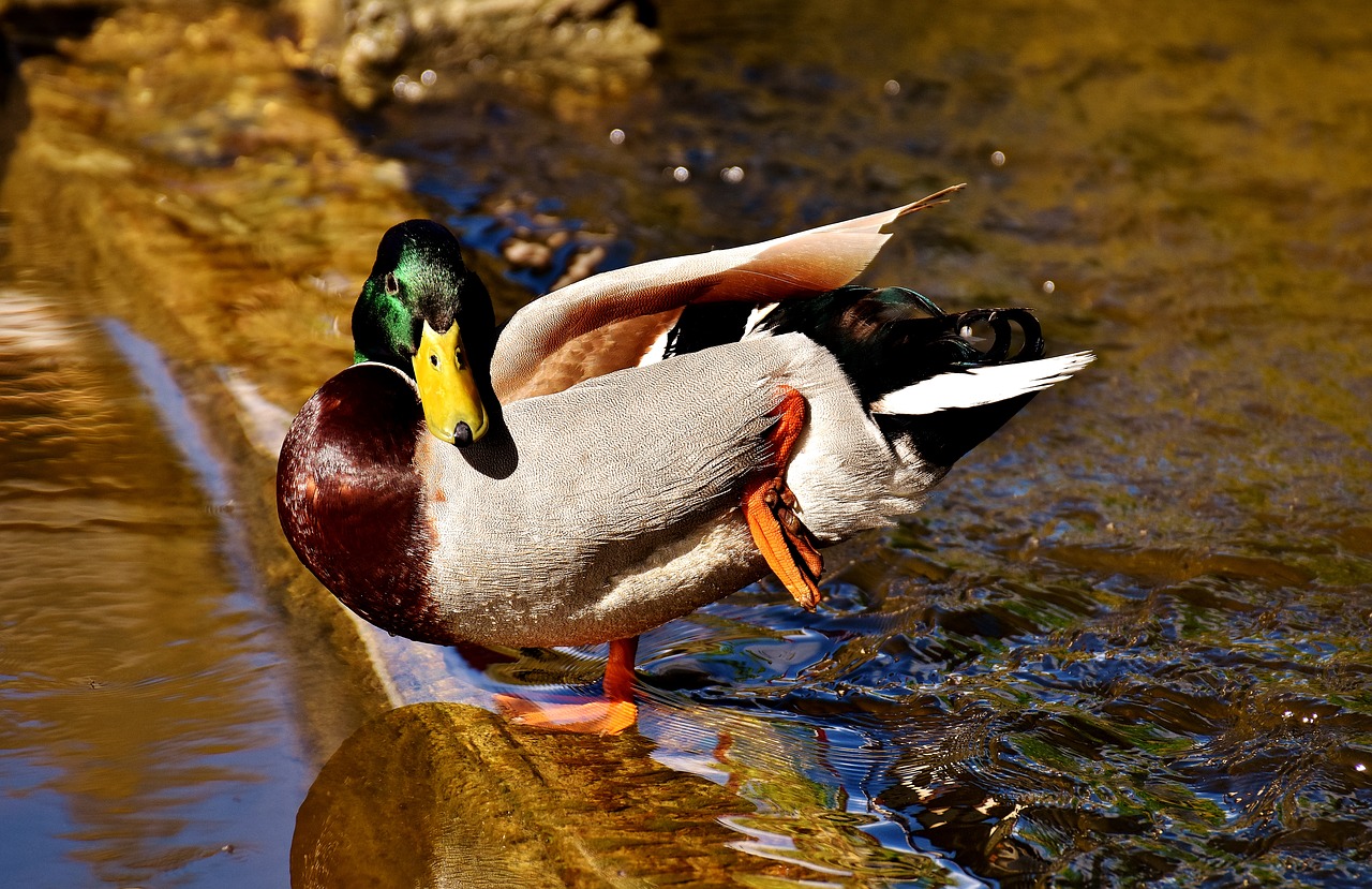 duck mallard drake free photo