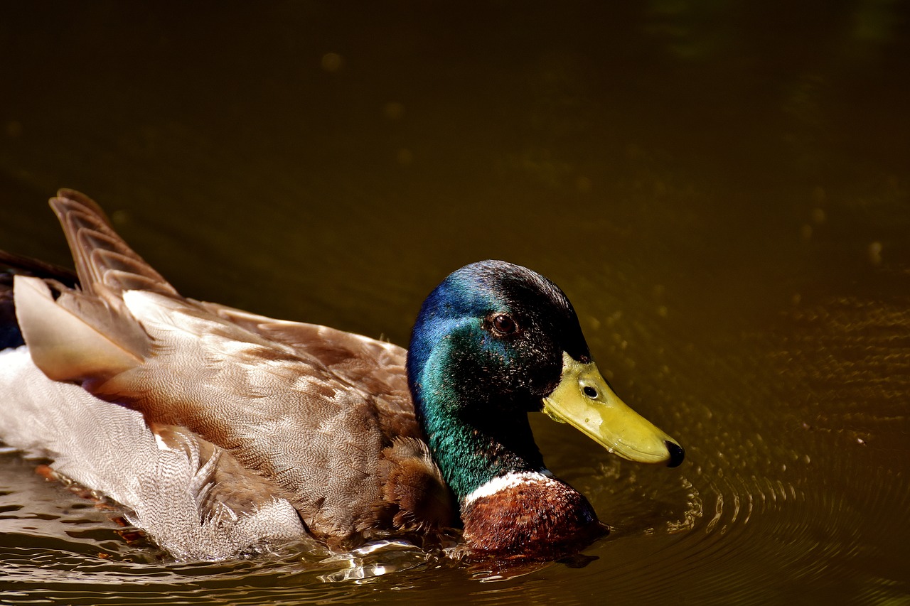 duck mallard drake free photo