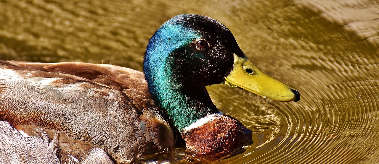 duck mallard drake free photo