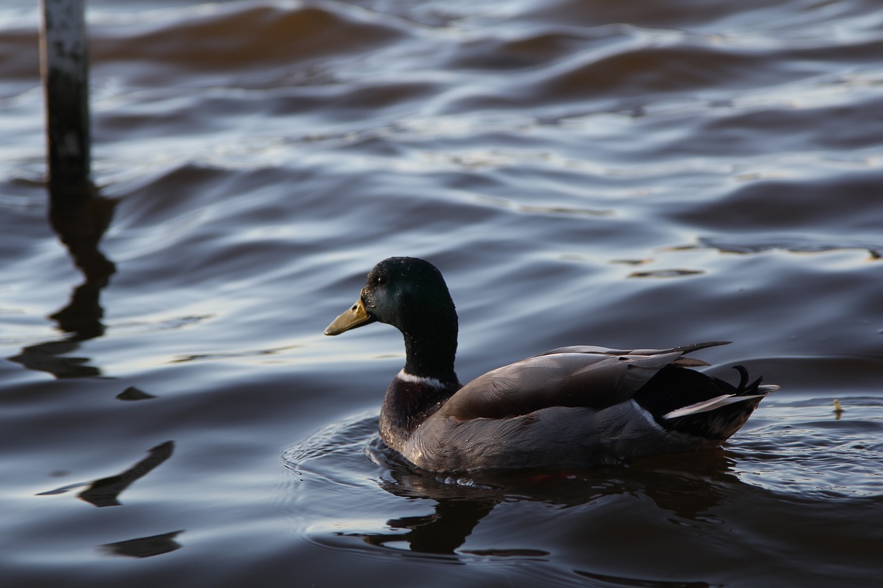 duck water nature free photo