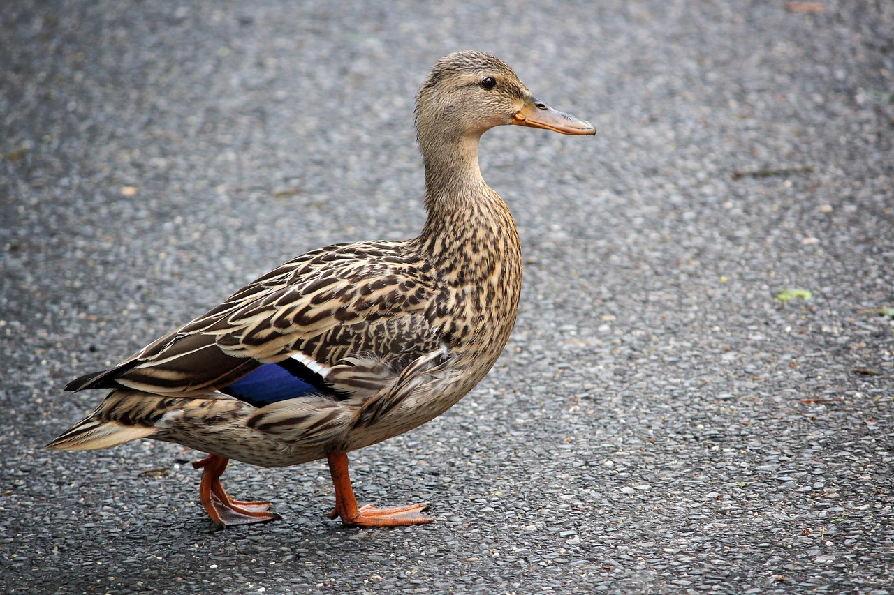 duck animal animals free photo