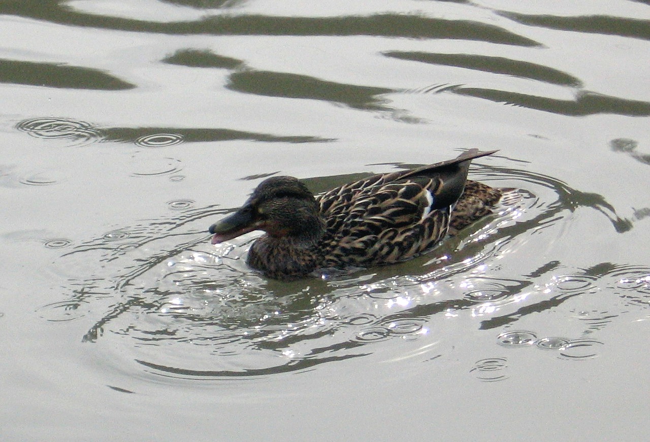 duck bird water free photo