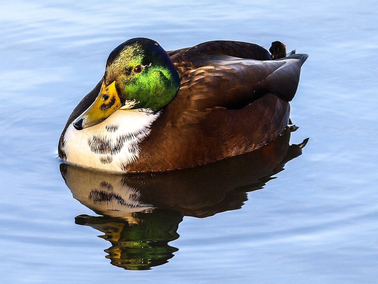 duck mallard bird free photo