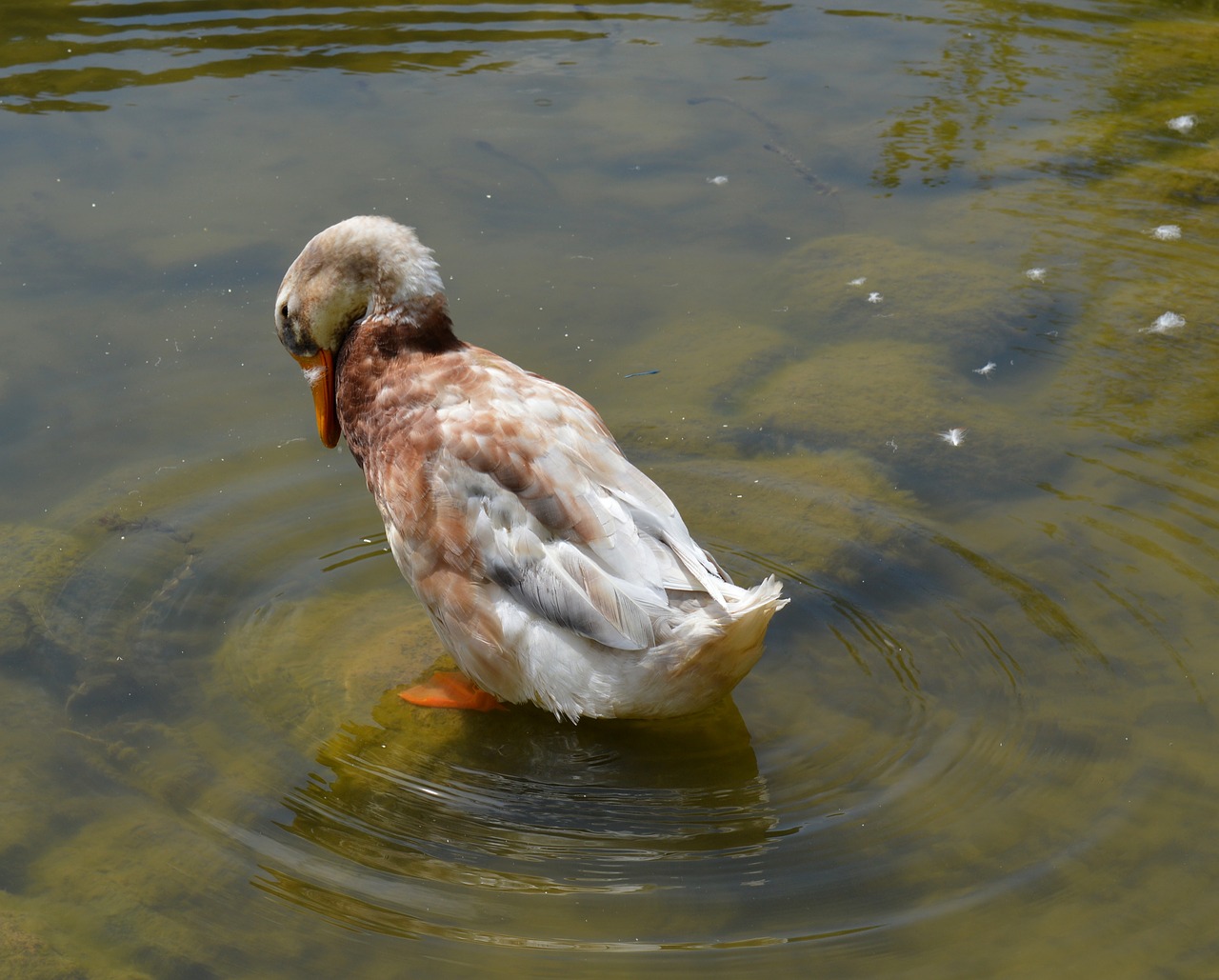 duck anatidae duck bird free photo