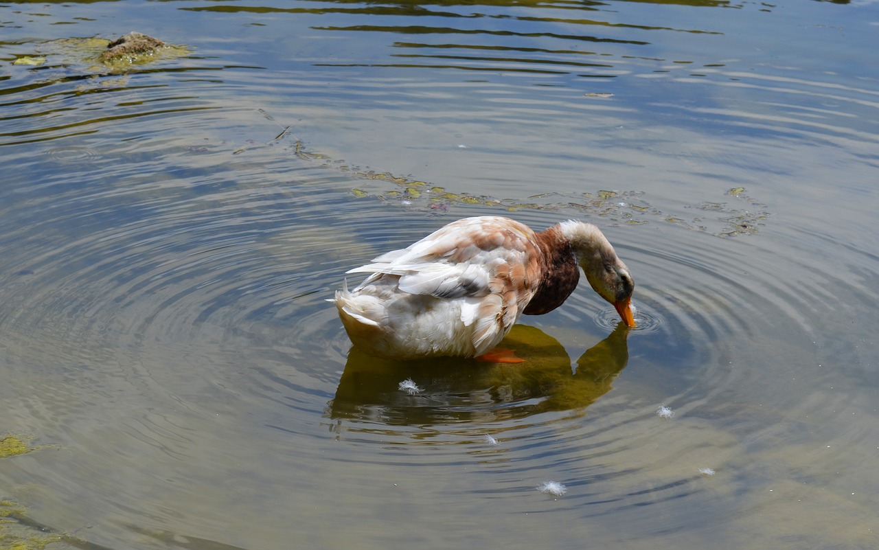 duck anatidae duck bird free photo