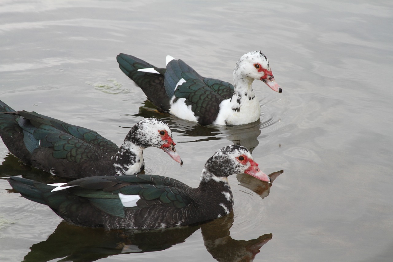 duck wild life nature free photo