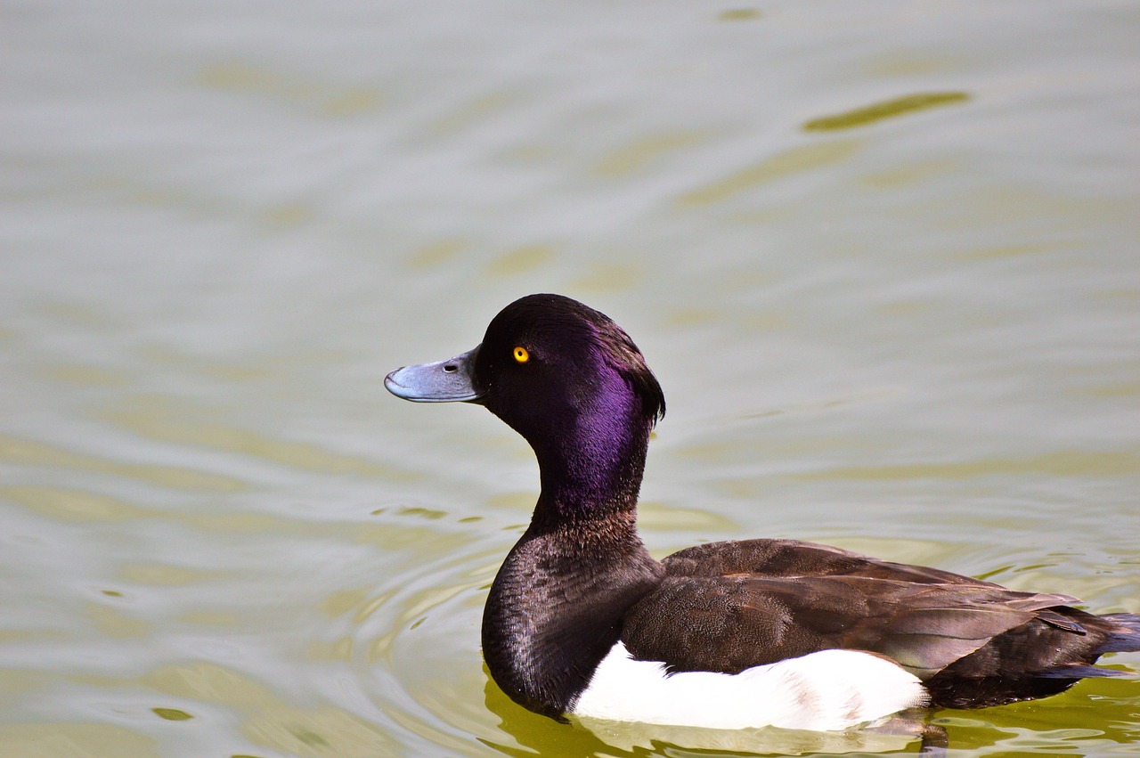 duck water bird row pension free photo