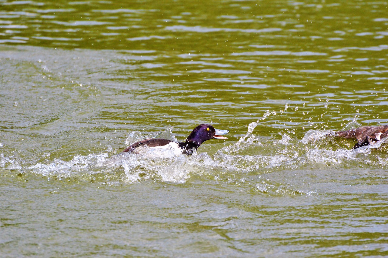 duck water bird row pension free photo