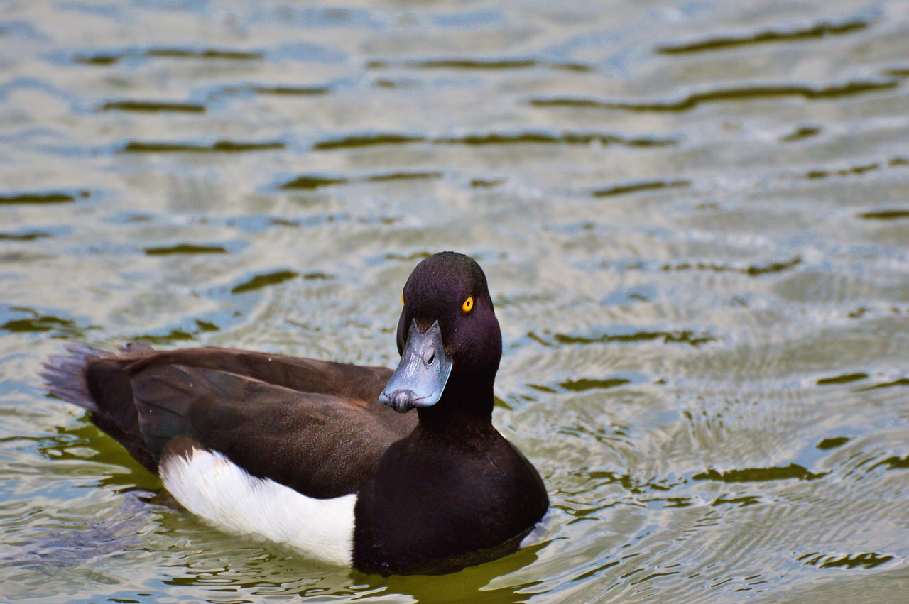 duck water bird row pension free photo