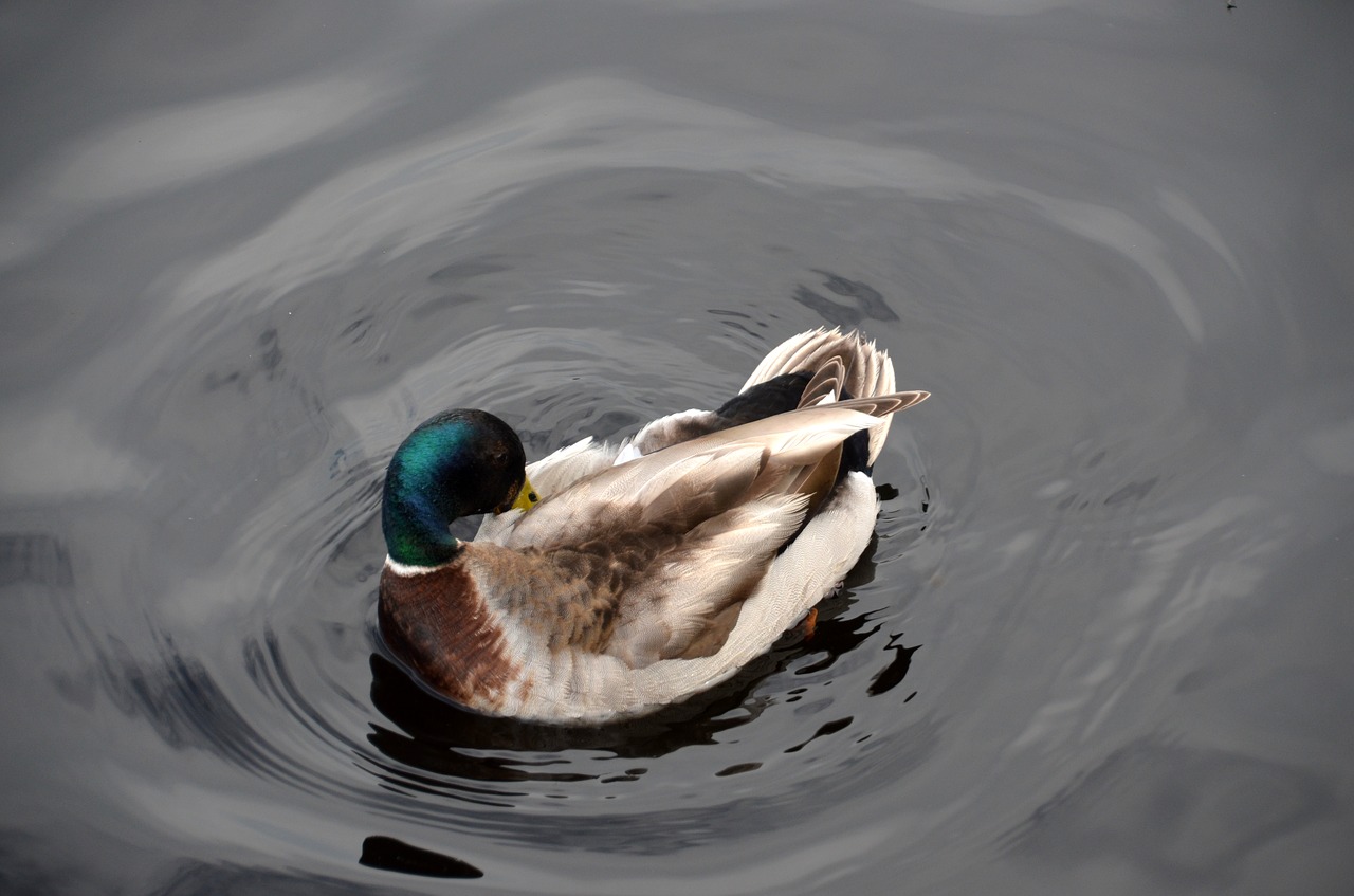 duck drake water bird free photo