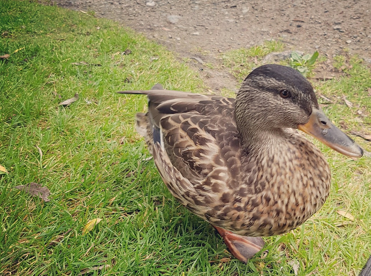 duck and mallard free photo