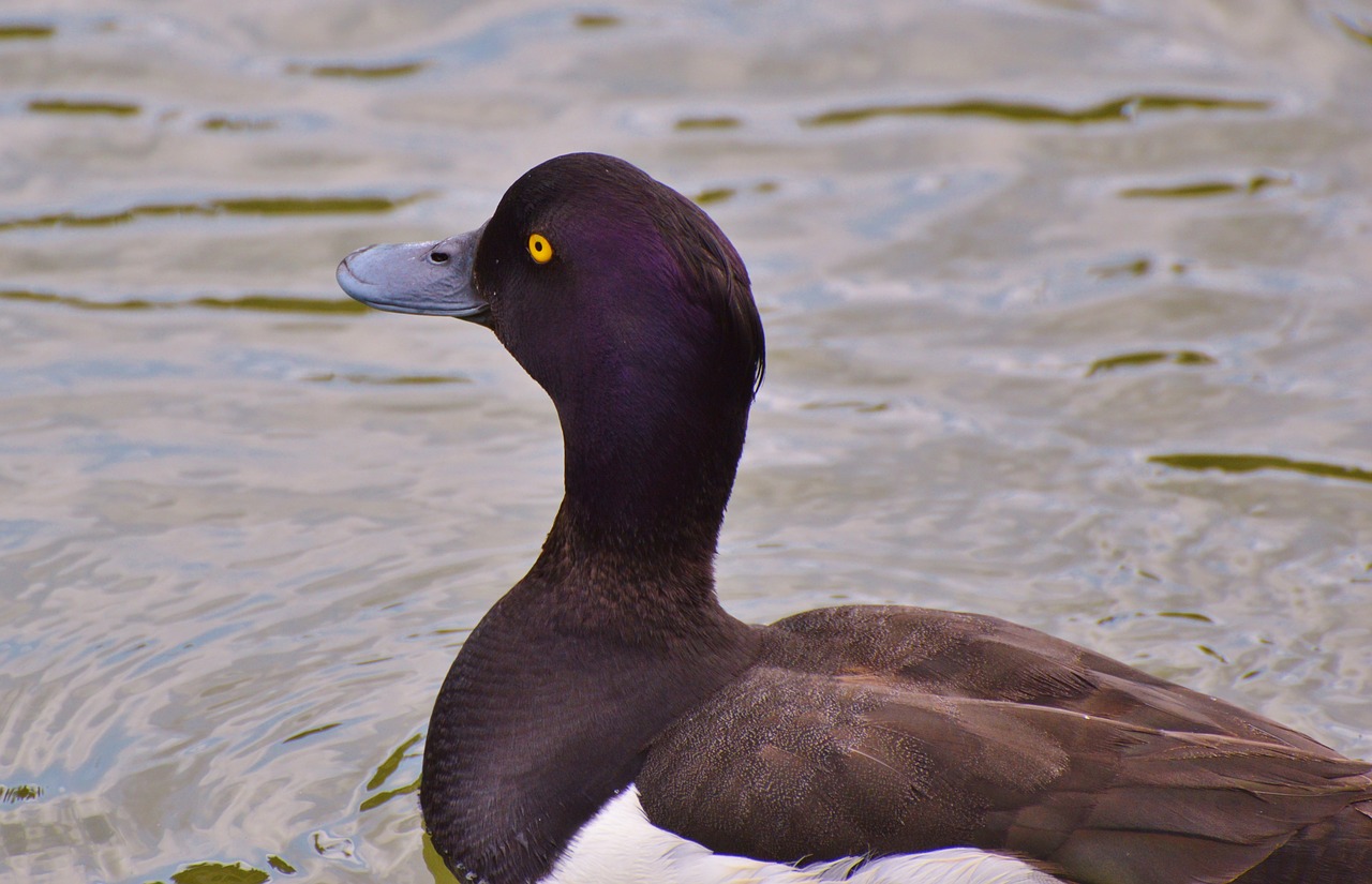 duck water bird row pension free photo