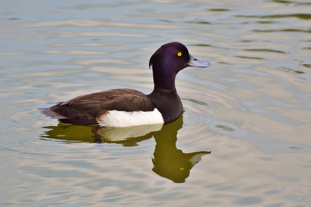 duck water bird row pension free photo