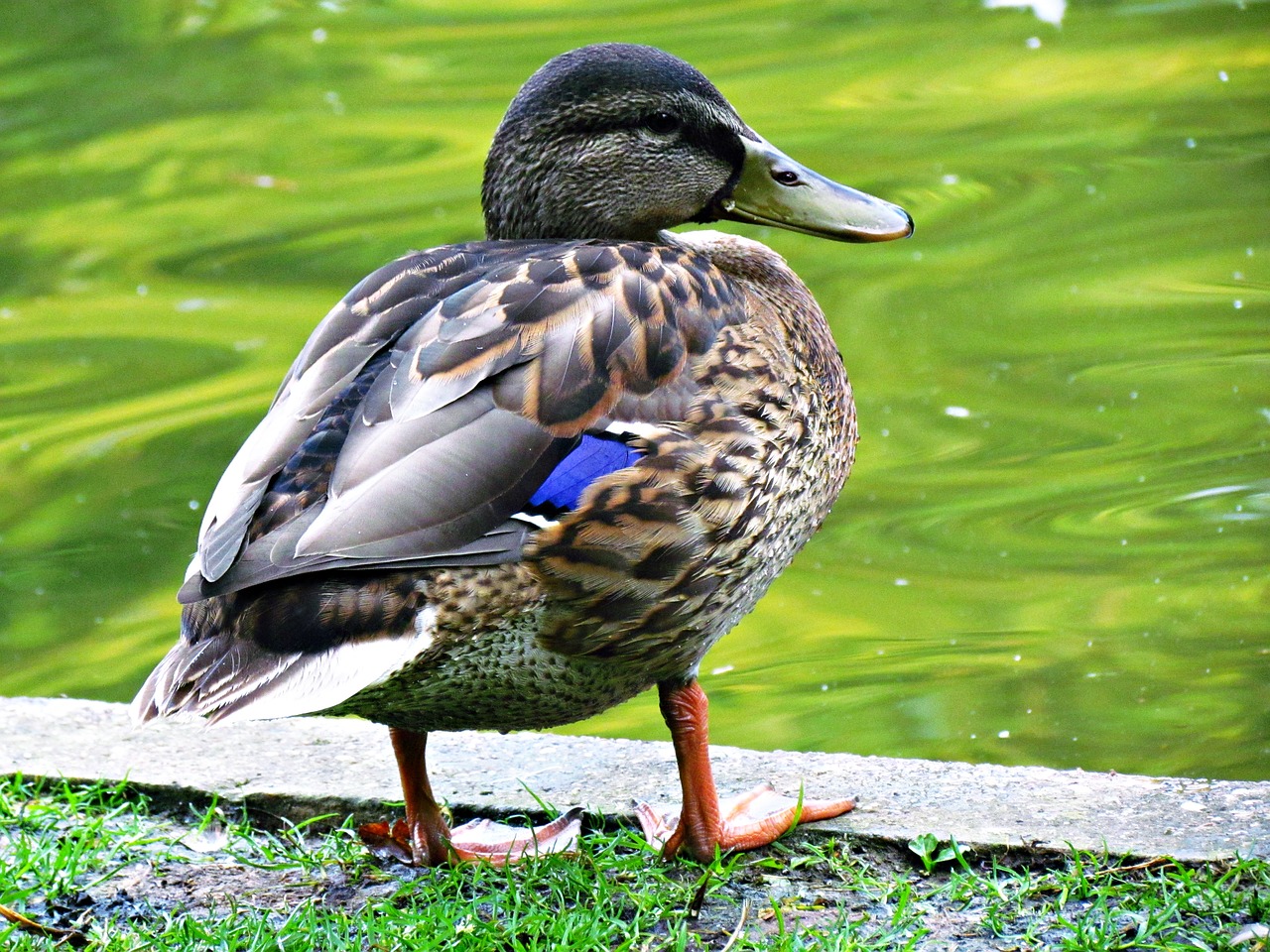 duck bird water free photo