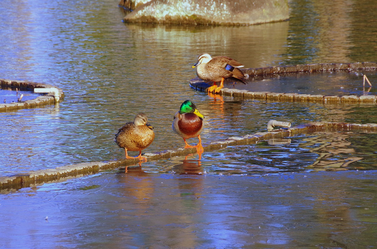 duck pond free pictures free photo