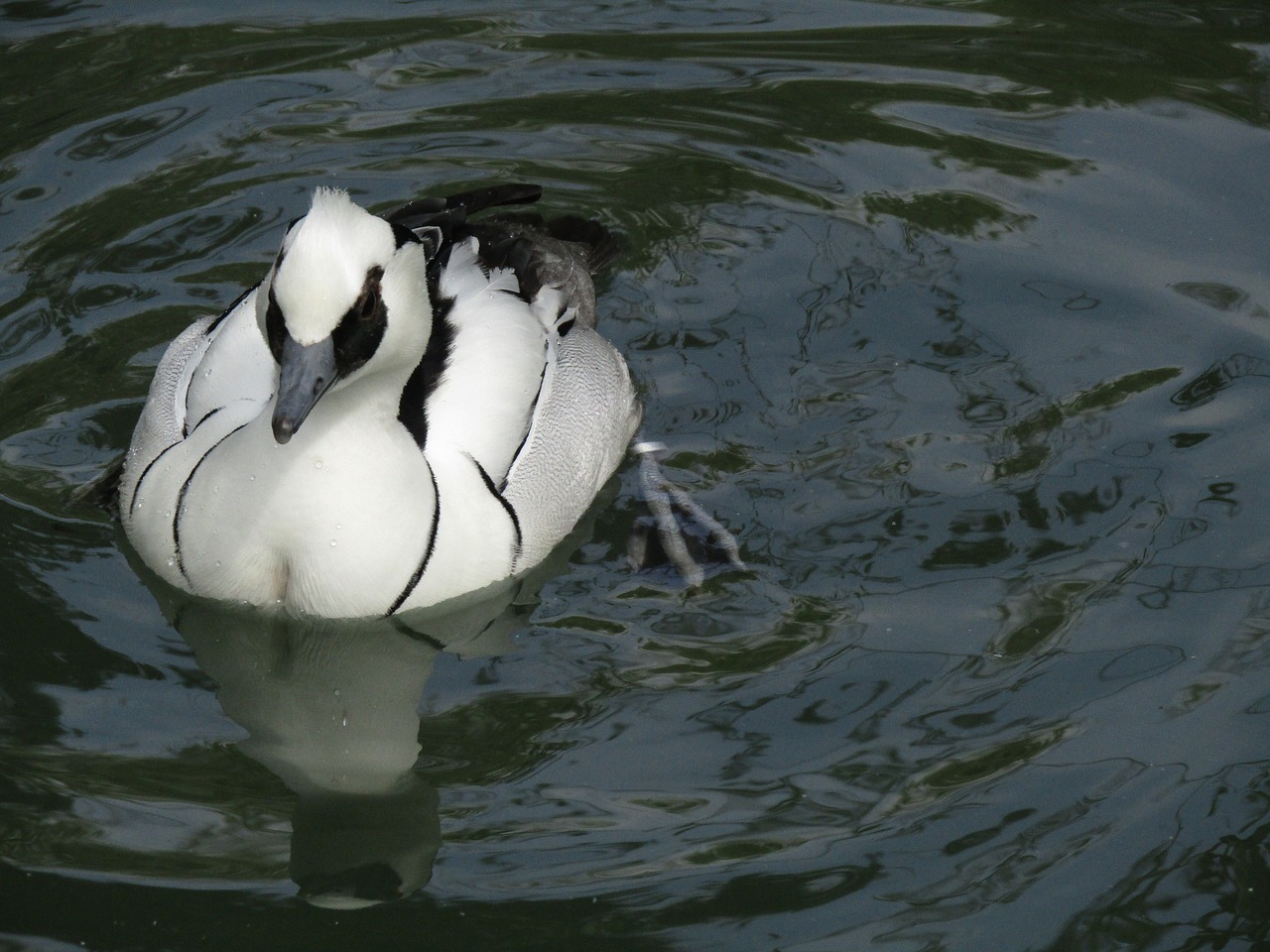 duck bird water bird free photo