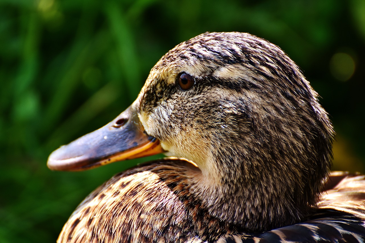 duck mallard female free photo