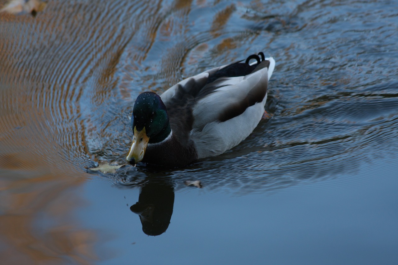 duck drake bird free photo