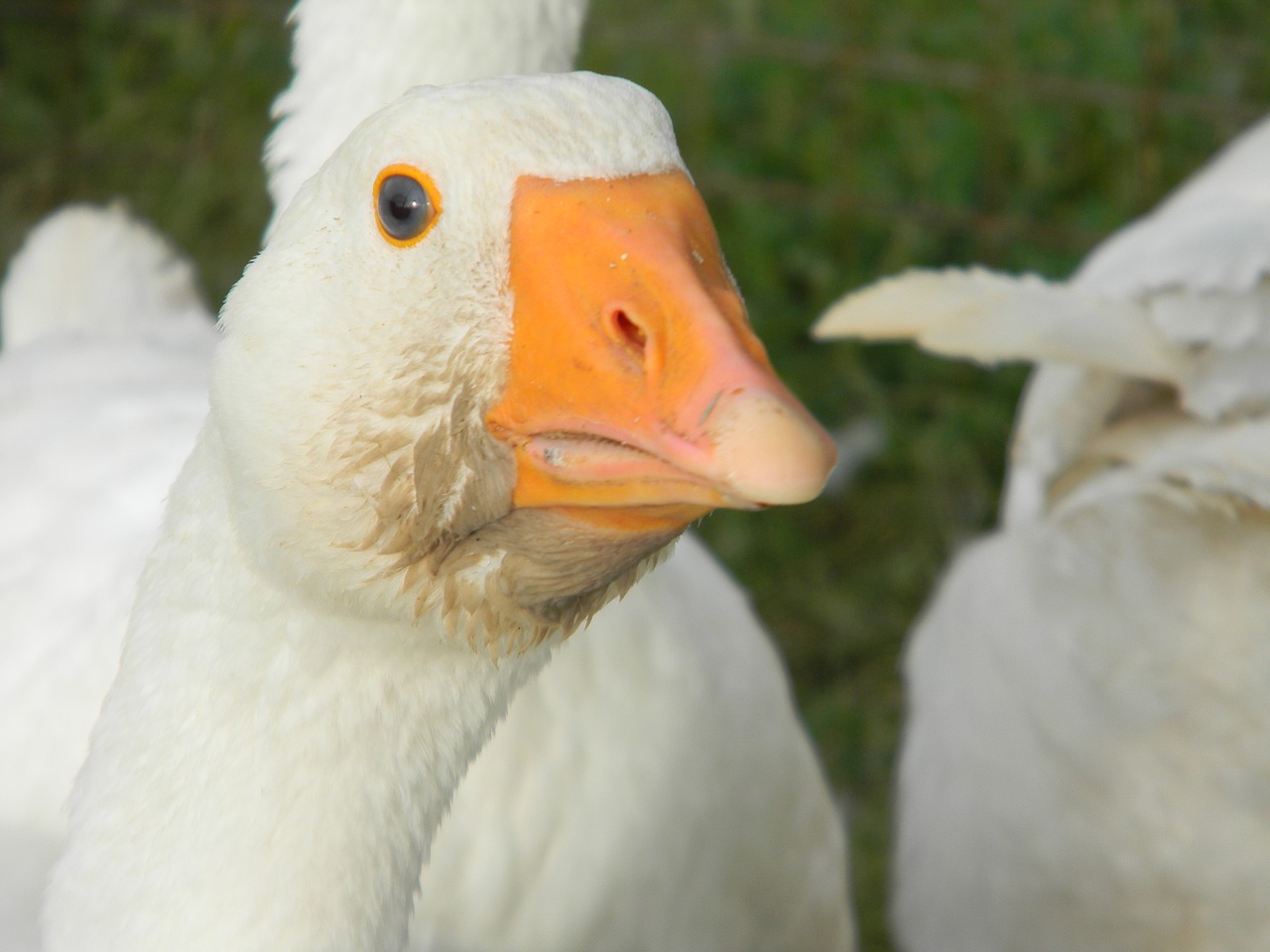 duck nature bird free photo