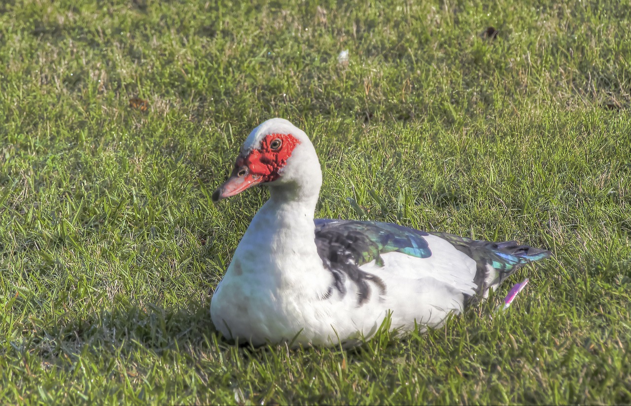 duck domestic animal free photo