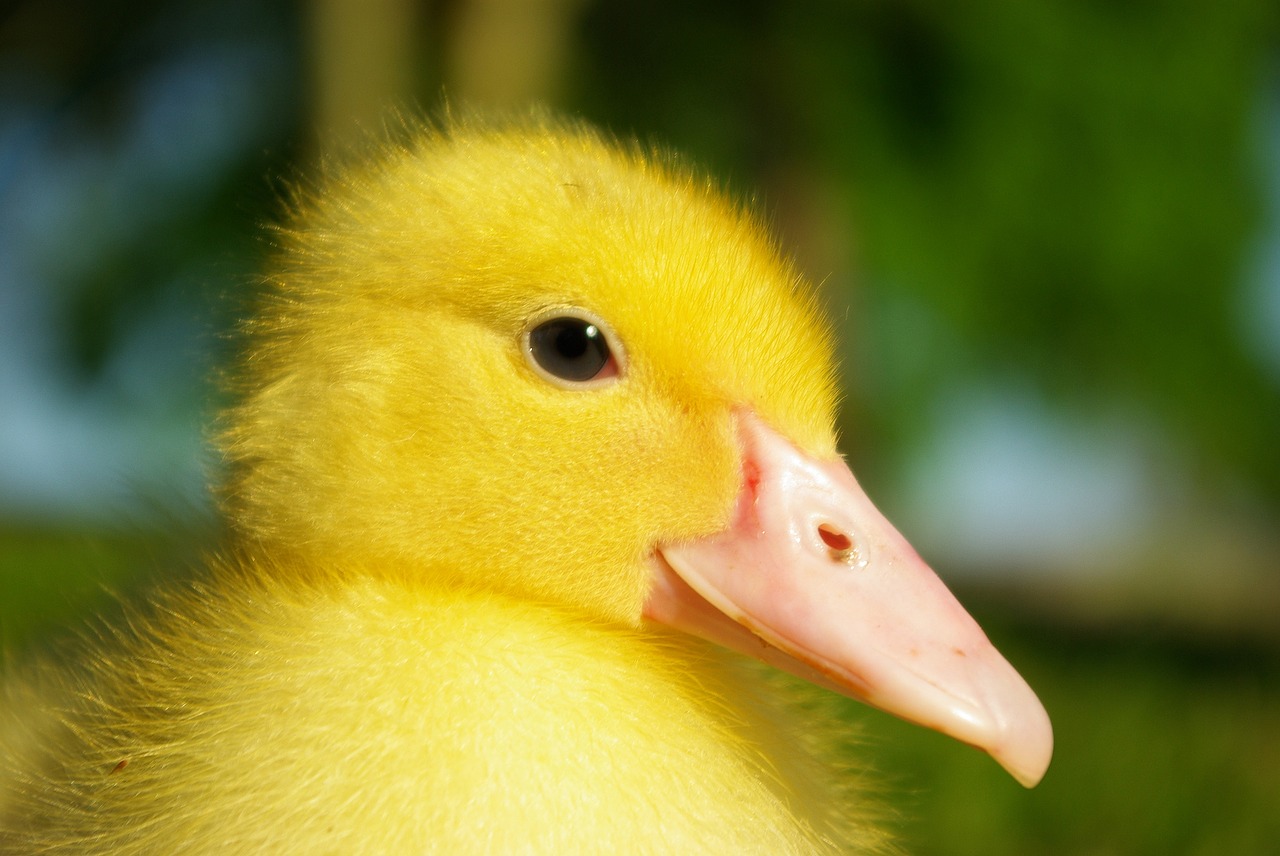duck ducklings duck child free photo
