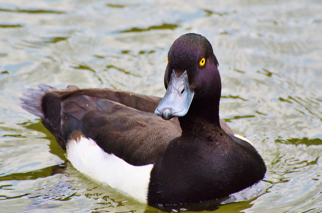 duck water bird row pension free photo