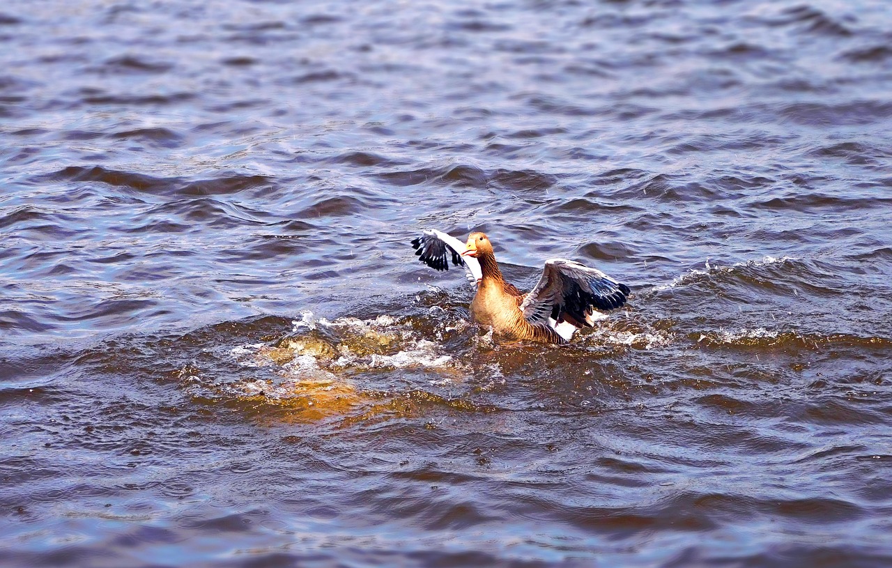 duck water bird free photo