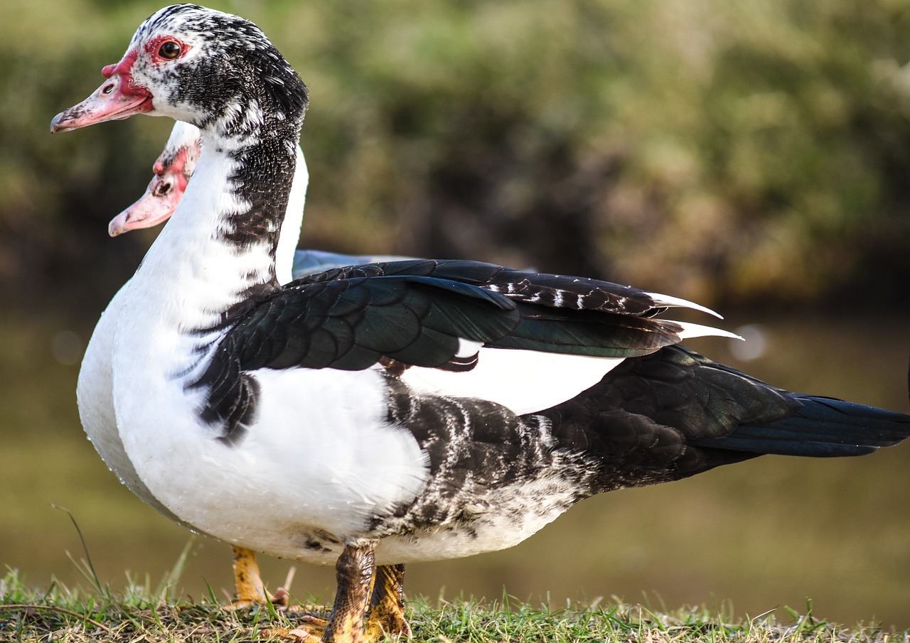 duck ave waterfowl free photo