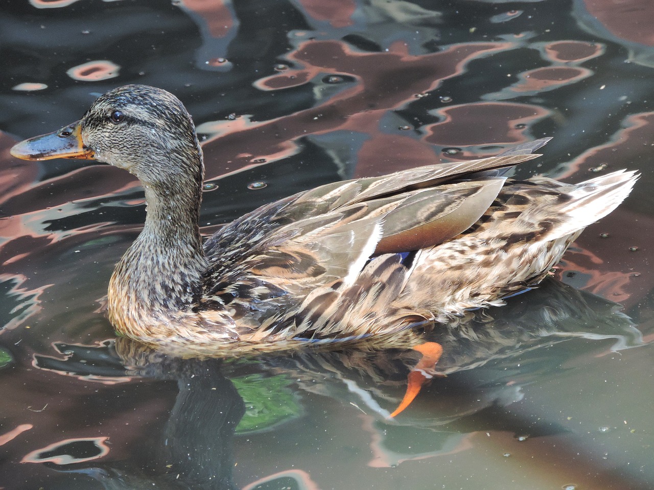 duck drake water bird free photo