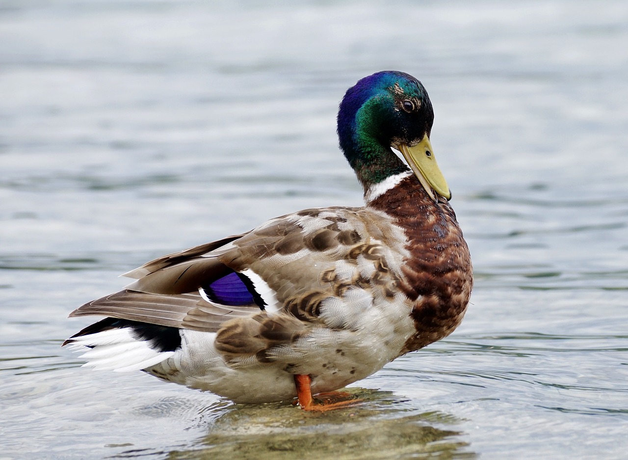 duck drake water bird free photo