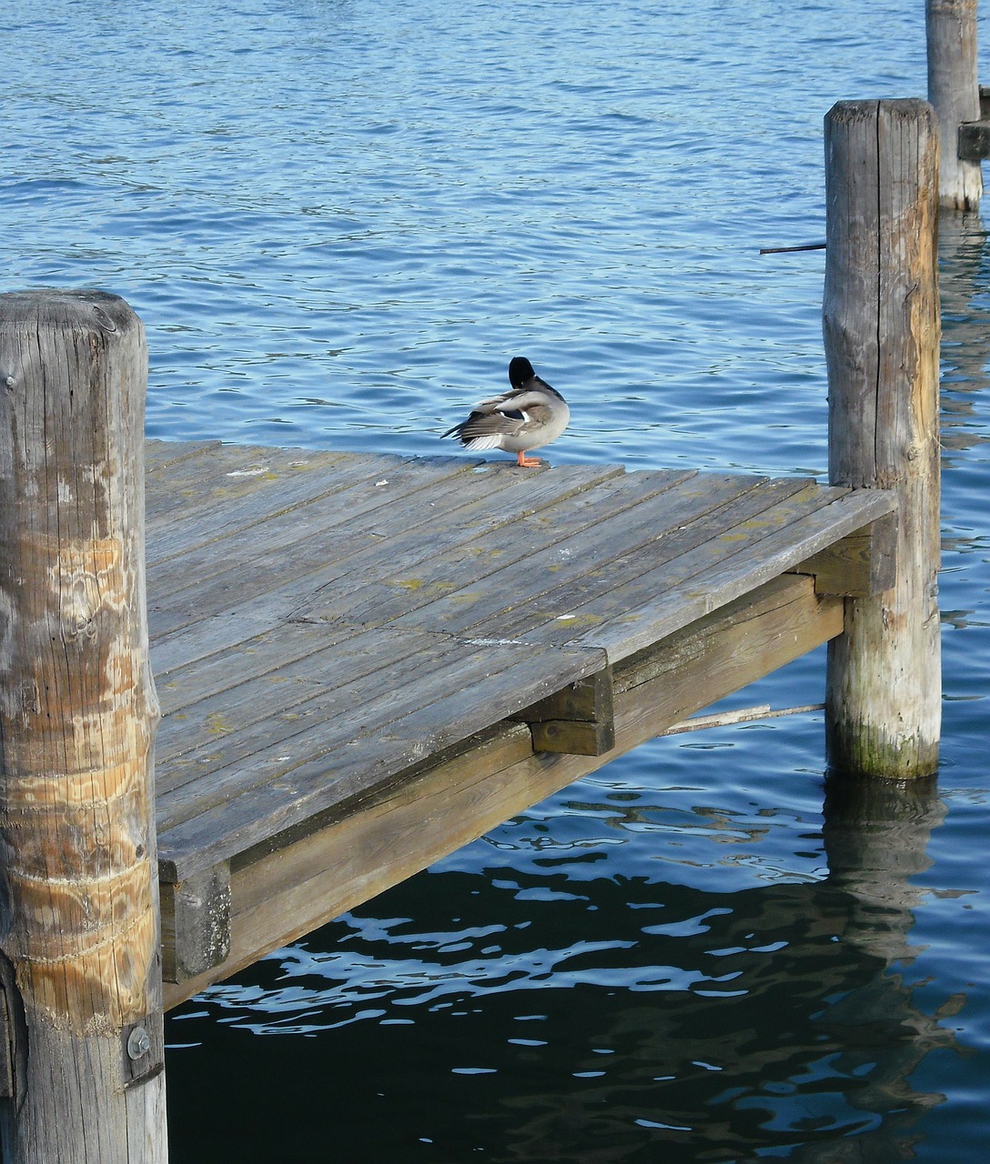 duck birds waterfront free photo