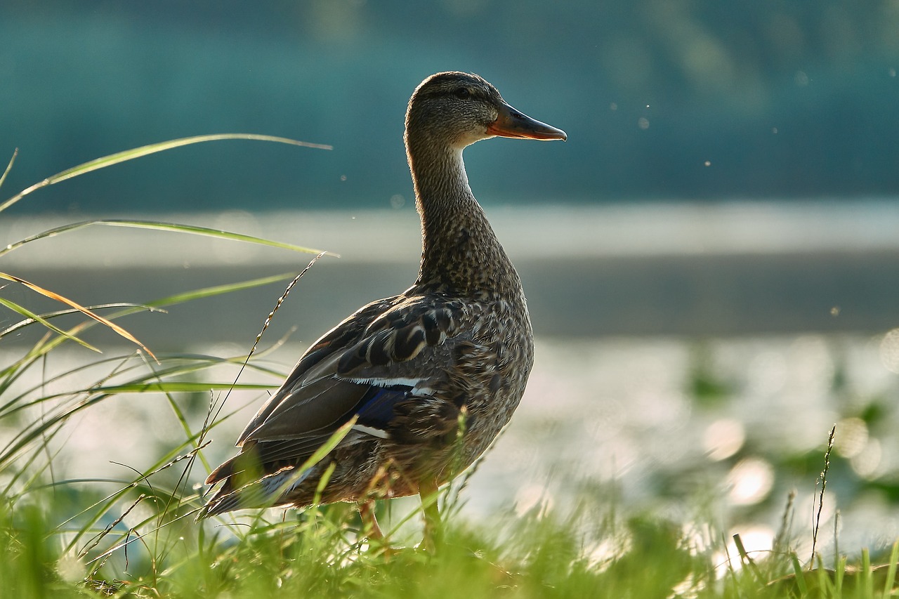 duck pride water bird free photo