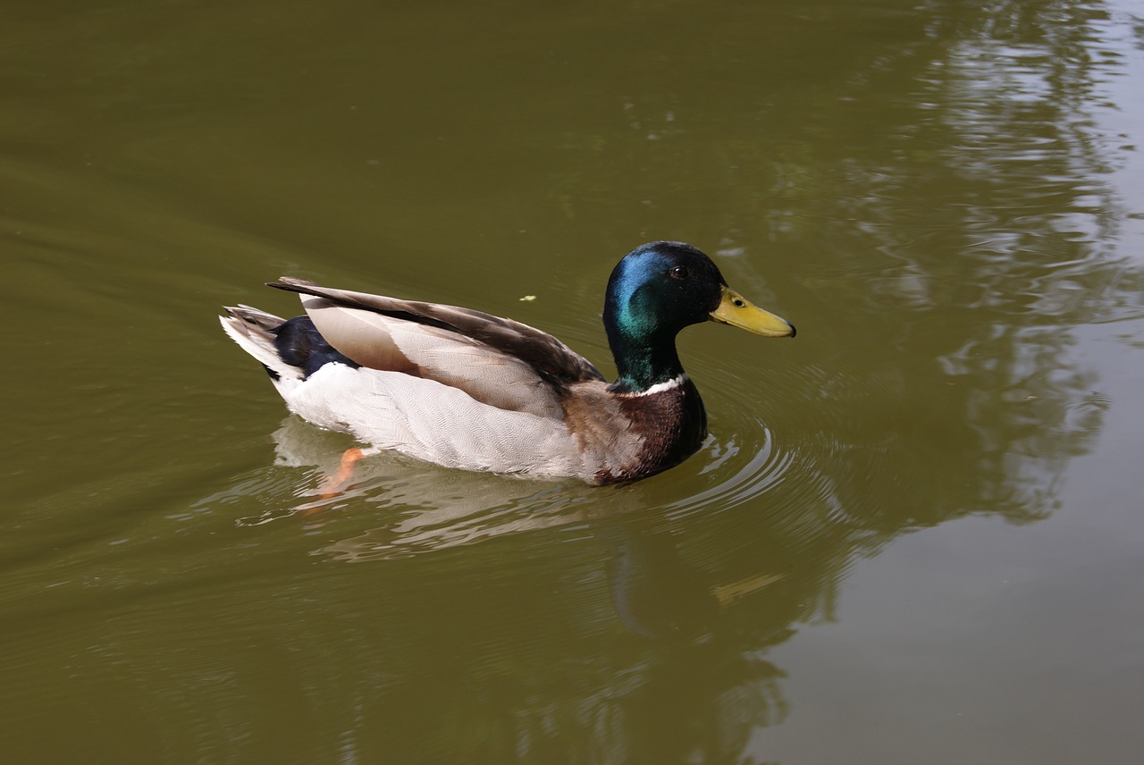 duck lake water free photo