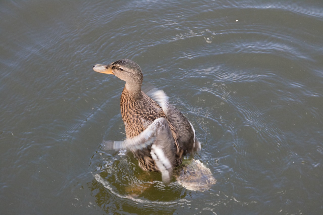 duck water pond free photo