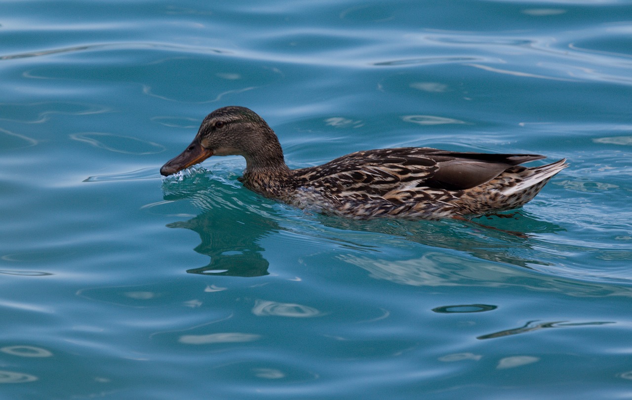 duck water animal free photo