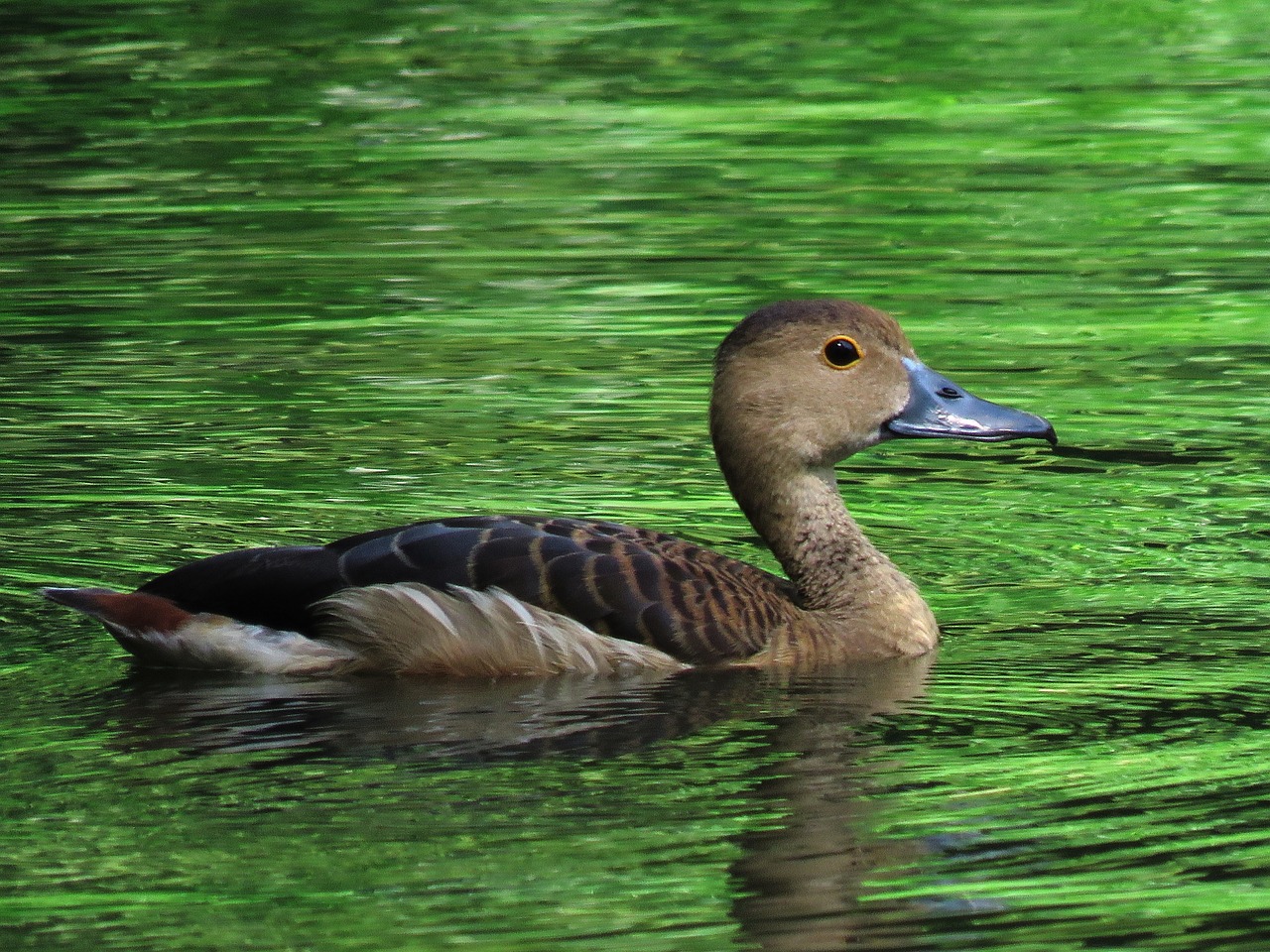 duck swimming beautiful free photo