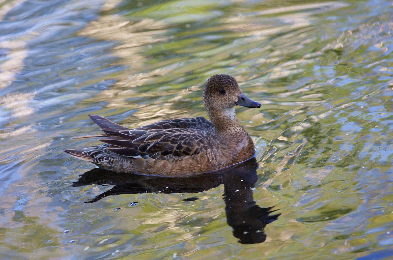 duck water nature free photo