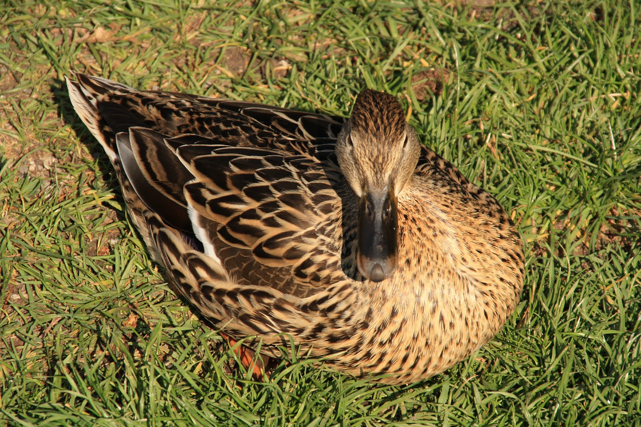 duck animal water free photo