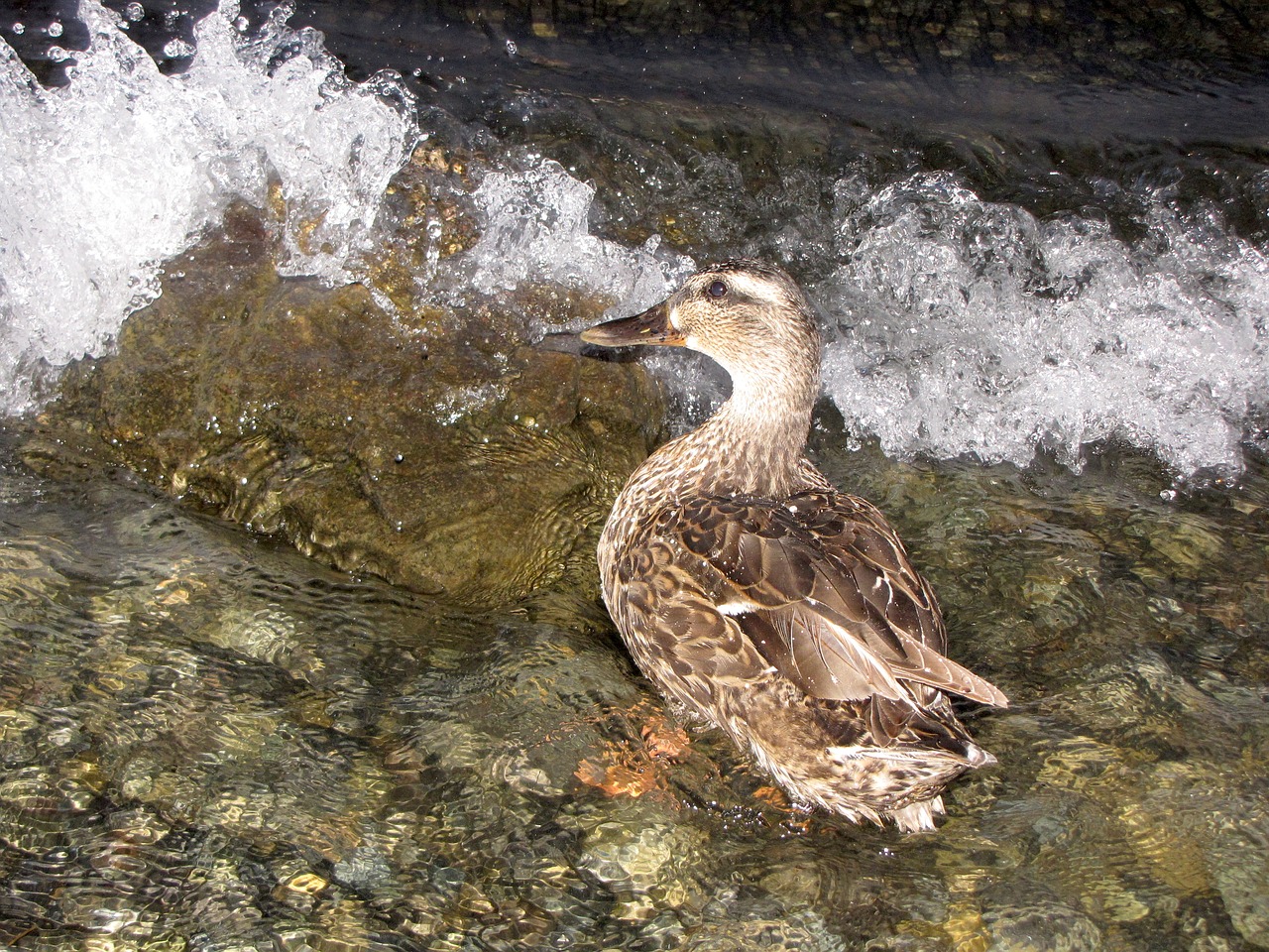 duck water nature free photo