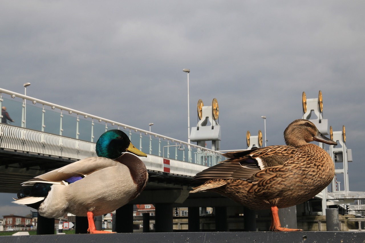 duck drake bridge free photo