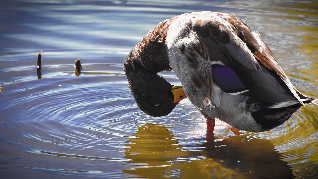 duck pond waterfowl free photo